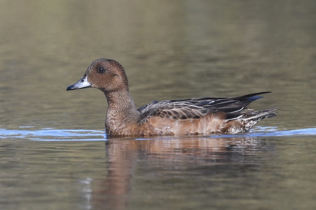 hvízdák eurasijský - ML644085106