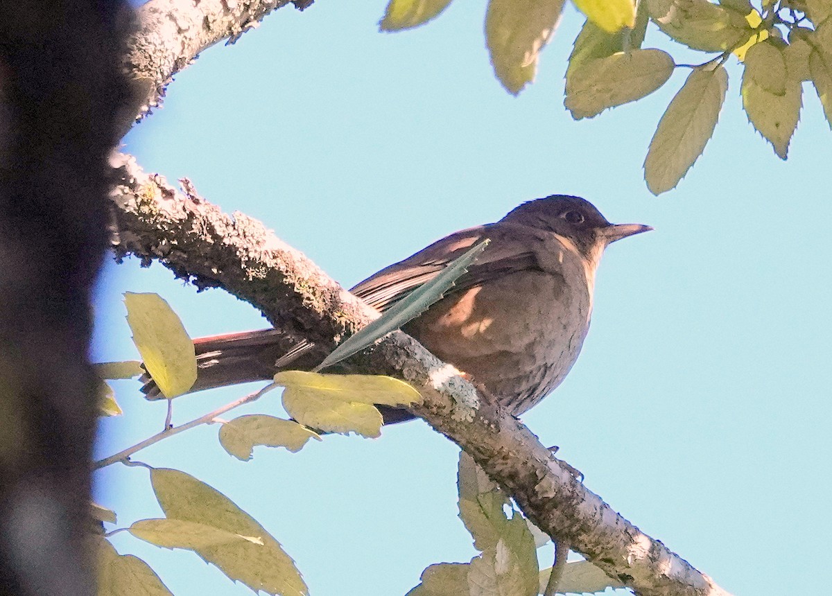 Gray-winged Blackbird - ML644085107