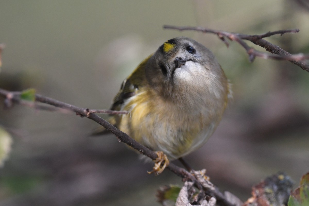 králíček obecný - ML644085111