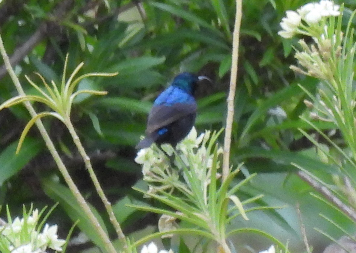 akasiesolfugl - ML644085116