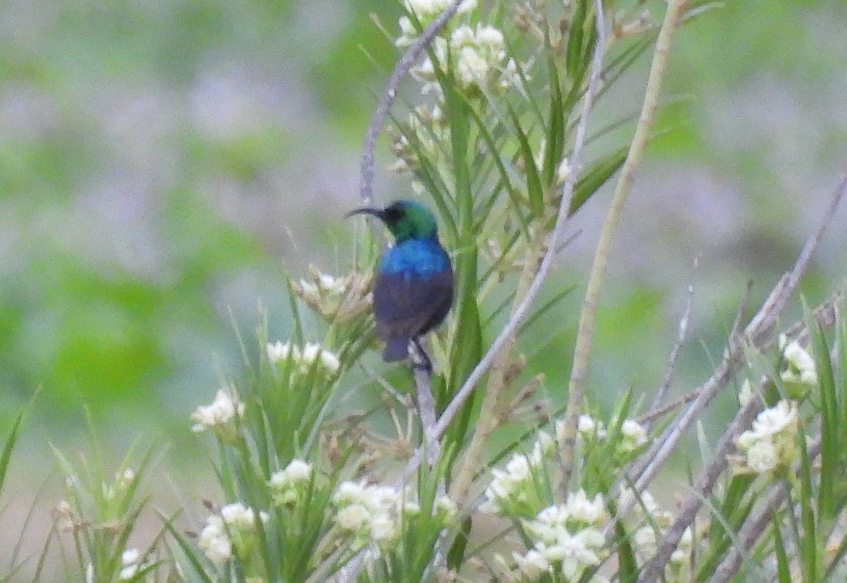 akasiesolfugl - ML644085117