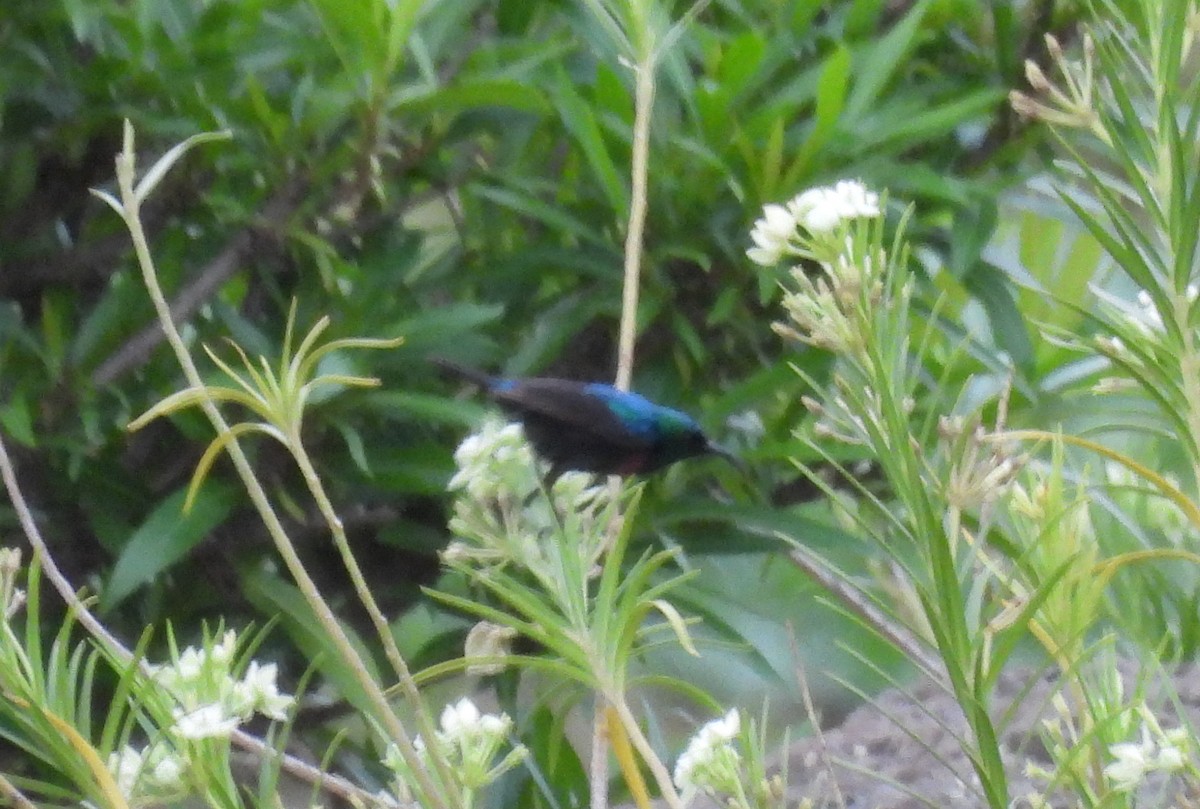 akasiesolfugl - ML644085118