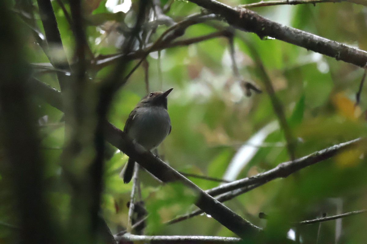 Black-throated Tody-Tyrant - ML644085121