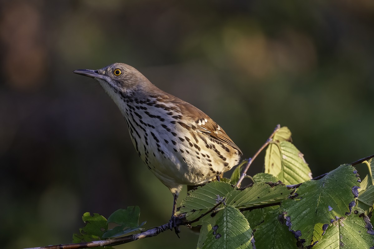 Brown Thrasher - ML644085122