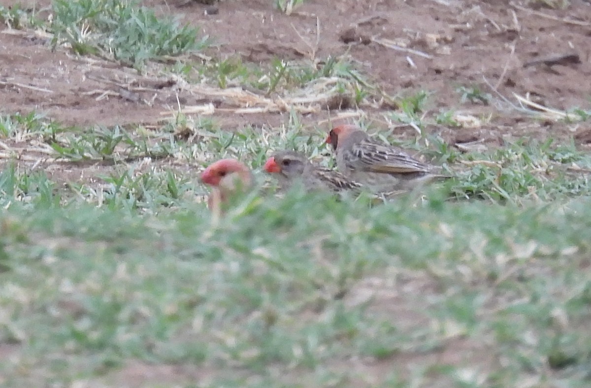 Travailleur à bec rouge - ML644085123