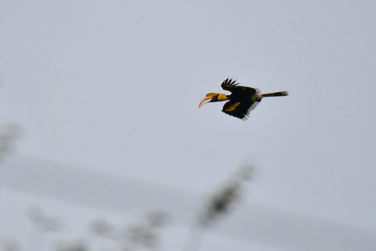 Great Hornbill - ML644085135