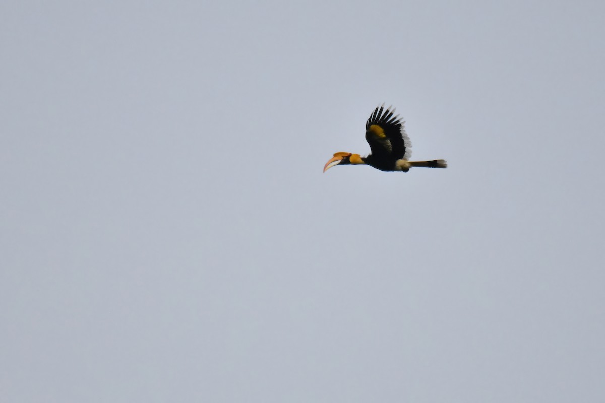 Great Hornbill - ML644085136