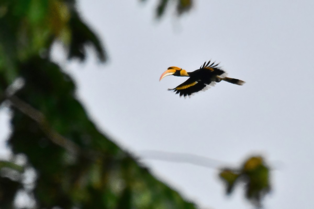 Great Hornbill - ML644085137