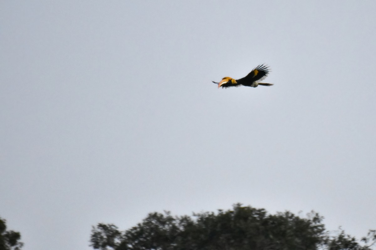 Great Hornbill - ML644085138