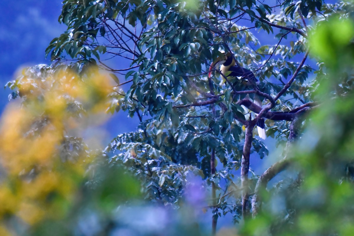 Great Hornbill - ML644085140