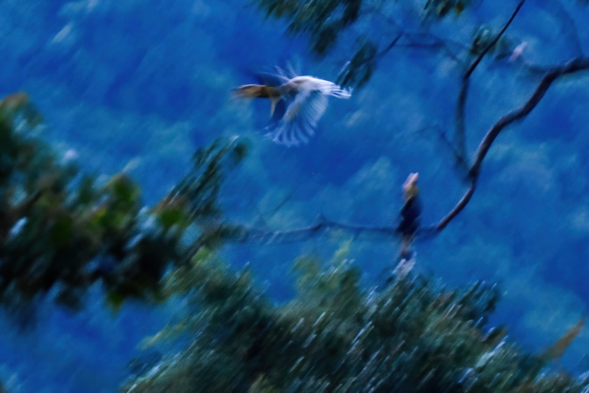 Great Hornbill - ML644085141