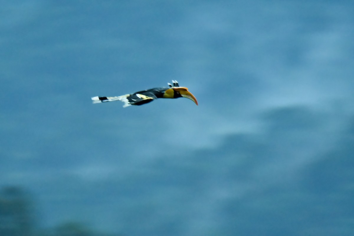Great Hornbill - ML644085142