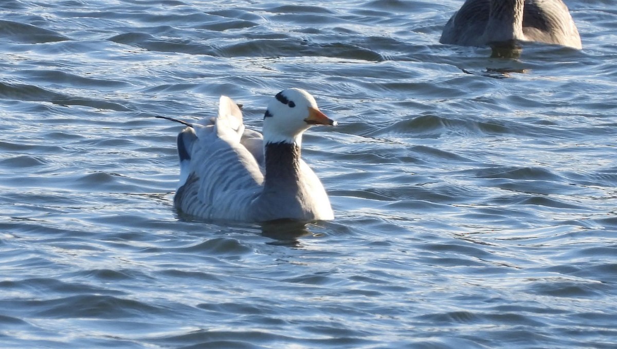 Хээрийн галуу - ML644085164