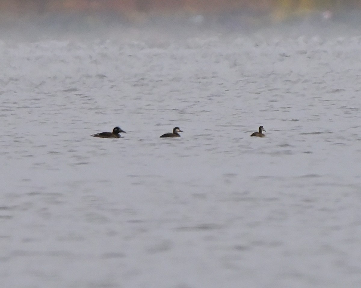 Black Scoter - ML644085165