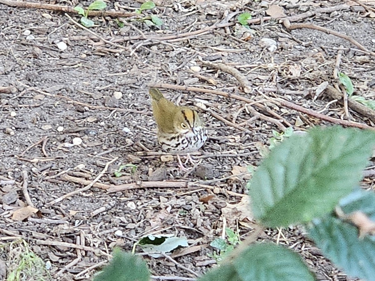 カマドムシクイ - ML644085167