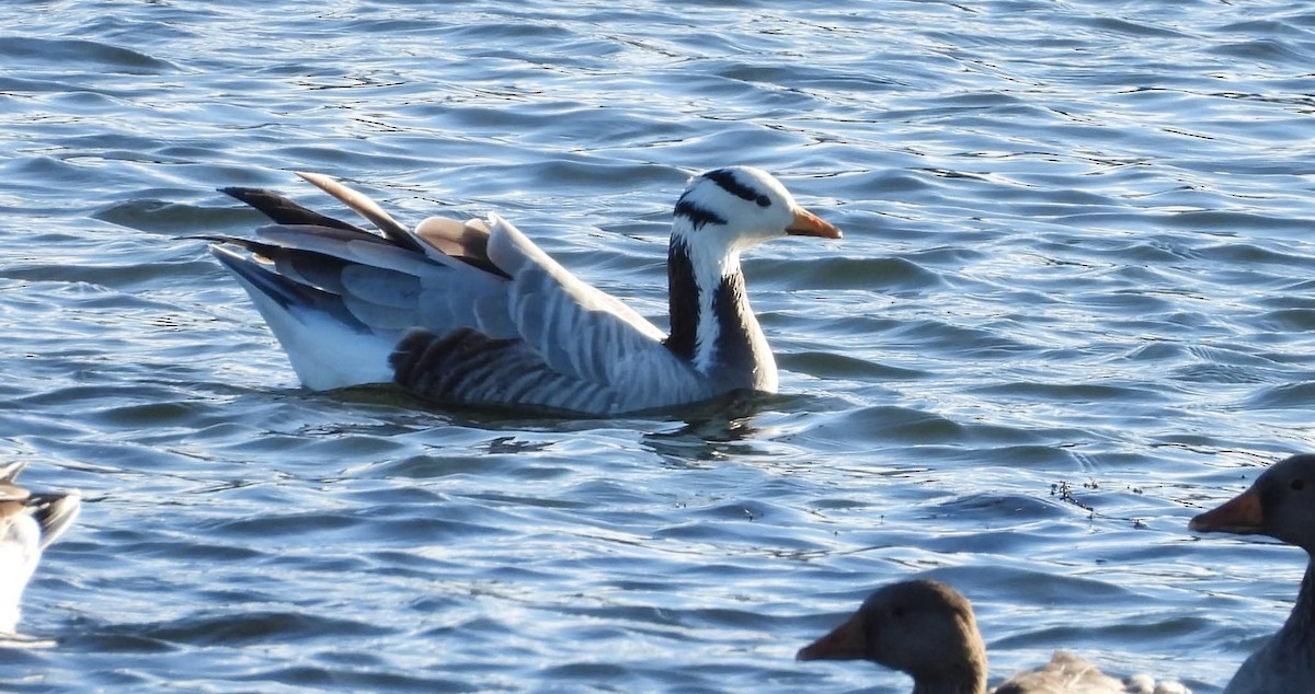 Хээрийн галуу - ML644085176