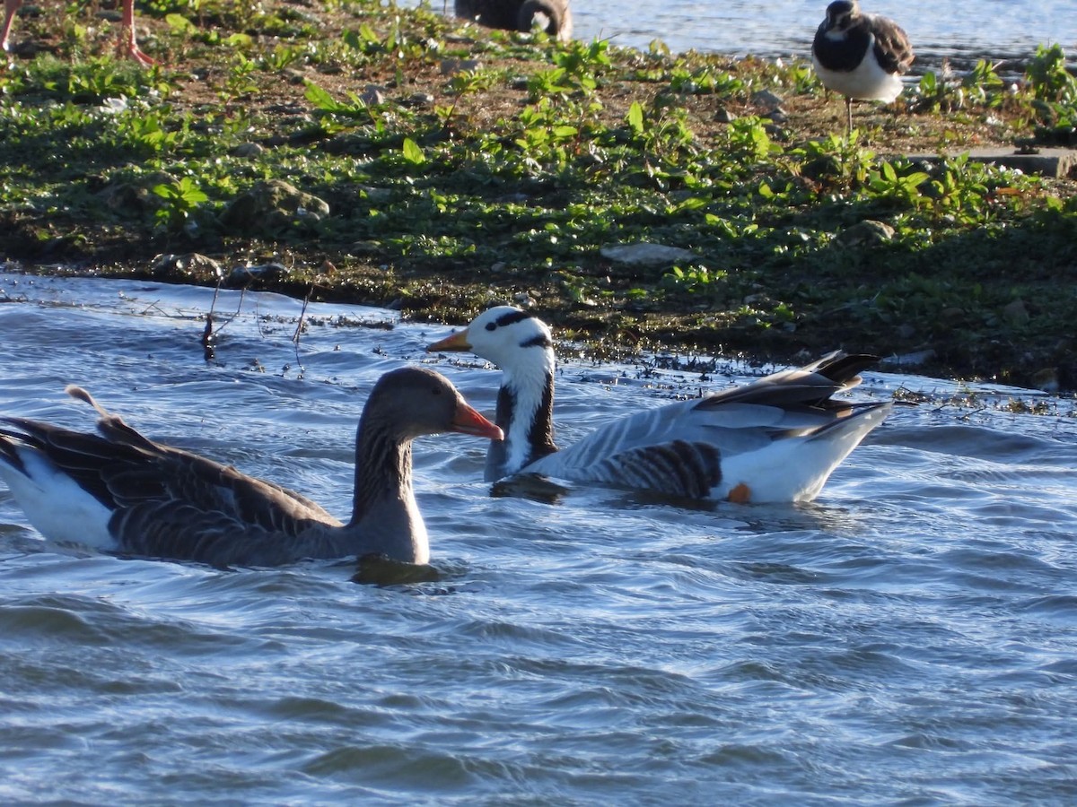 Хээрийн галуу - ML644085180