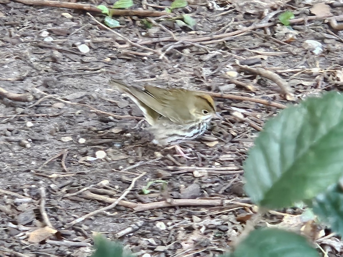 カマドムシクイ - ML644085184