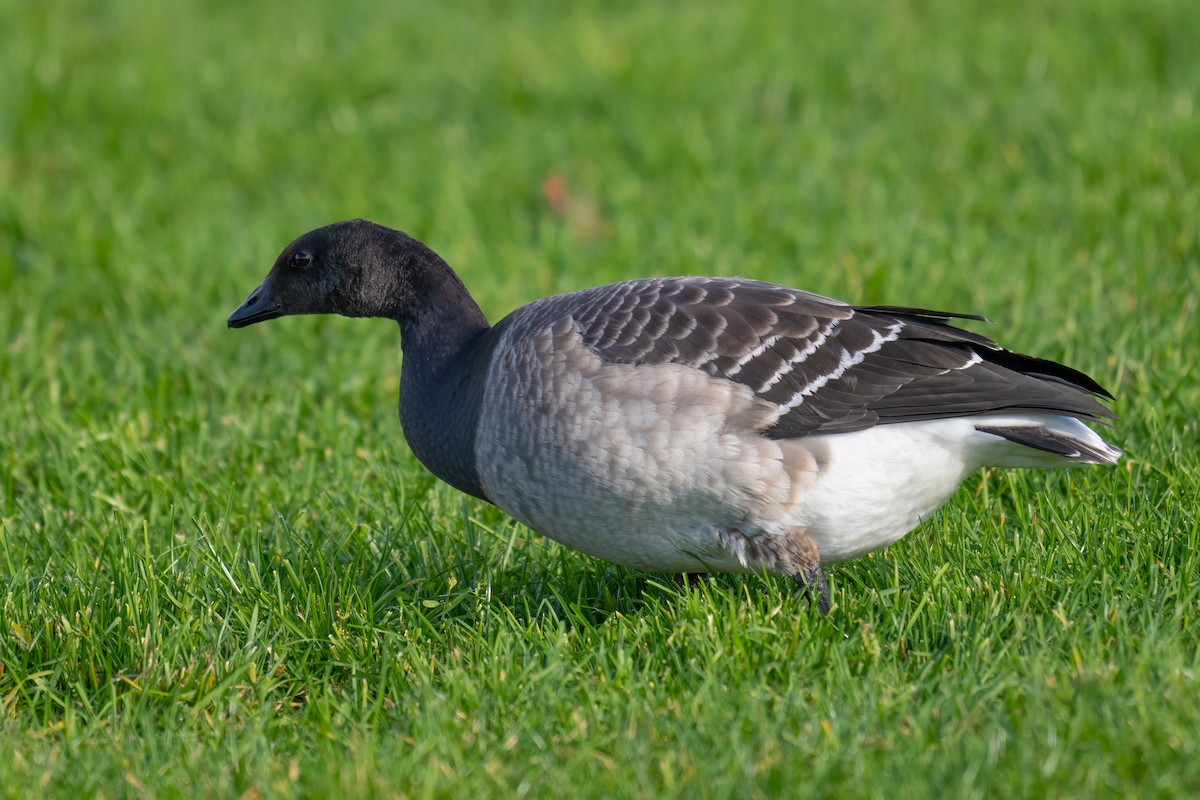 Brant - ML644085192