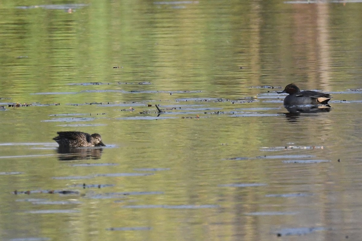 čírka obecná - ML644085195