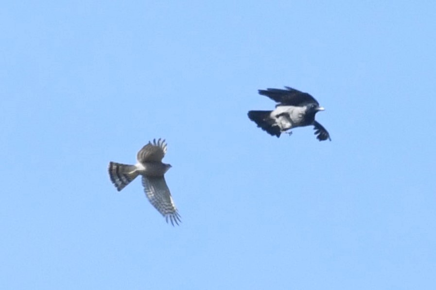 krahujec obecný - ML644085207