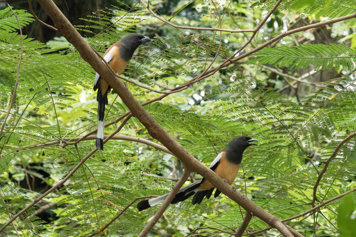 Rufous Treepie - ML644085210
