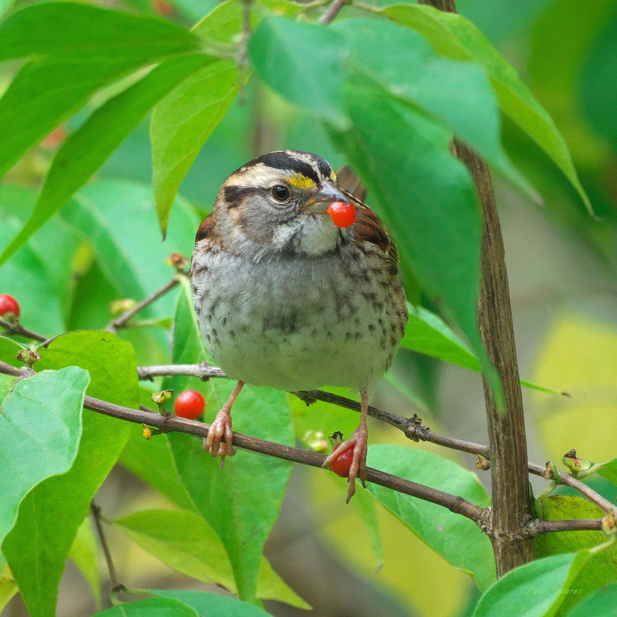 White-throated Sparrow - ML644085211