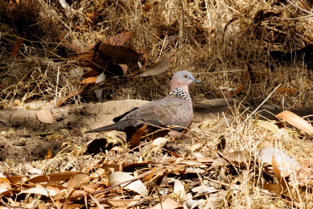 Spotted Dove - ML644085212