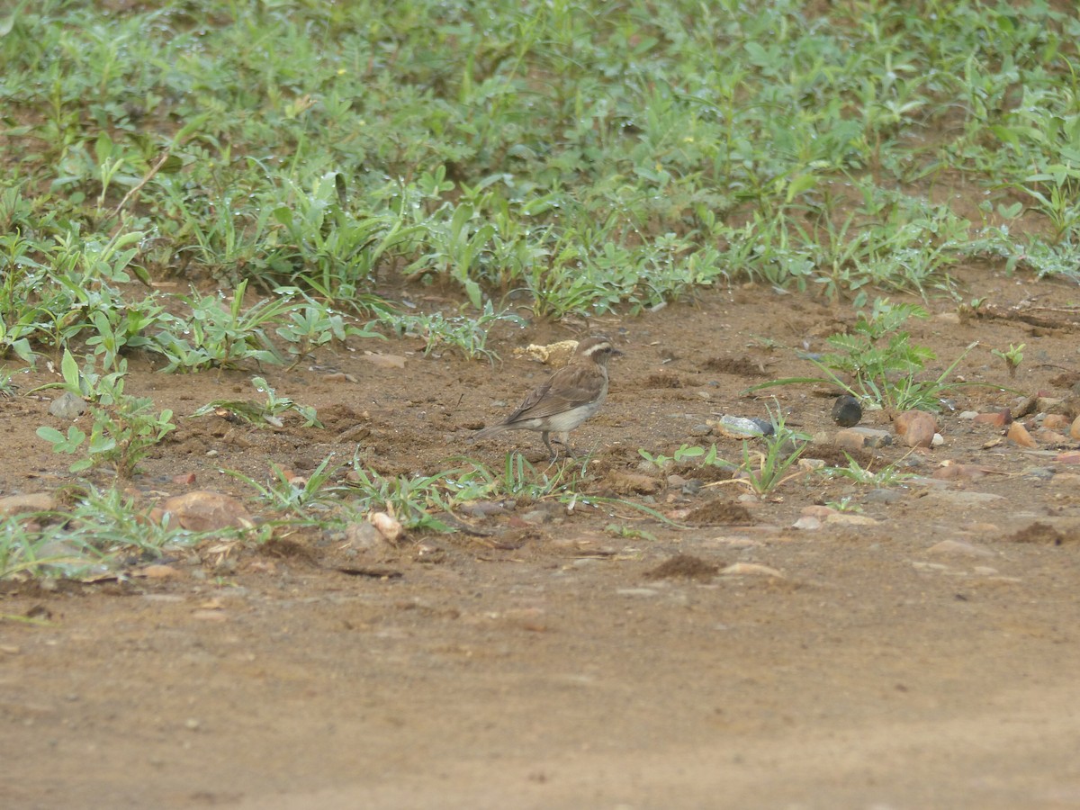Yellow-throated Bush Sparrow - ML644085213