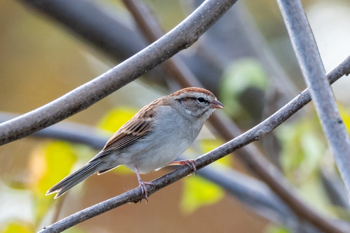 Chipping Sparrow - ML644085216