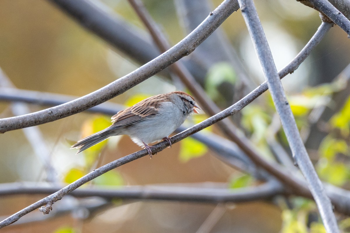Chipping Sparrow - ML644085217