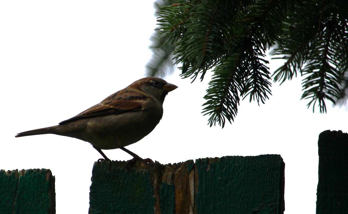 Red Crossbill - ML644085218