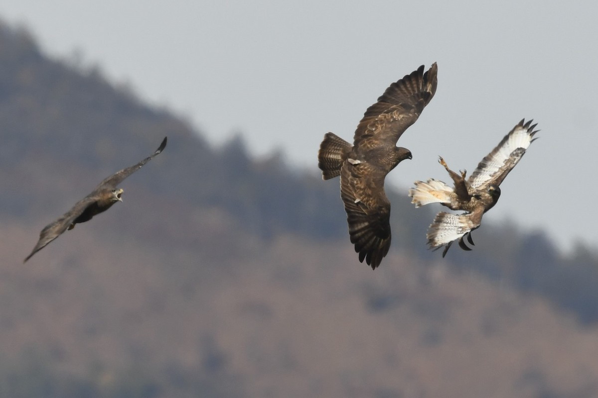 Common Buzzard - ML644085219