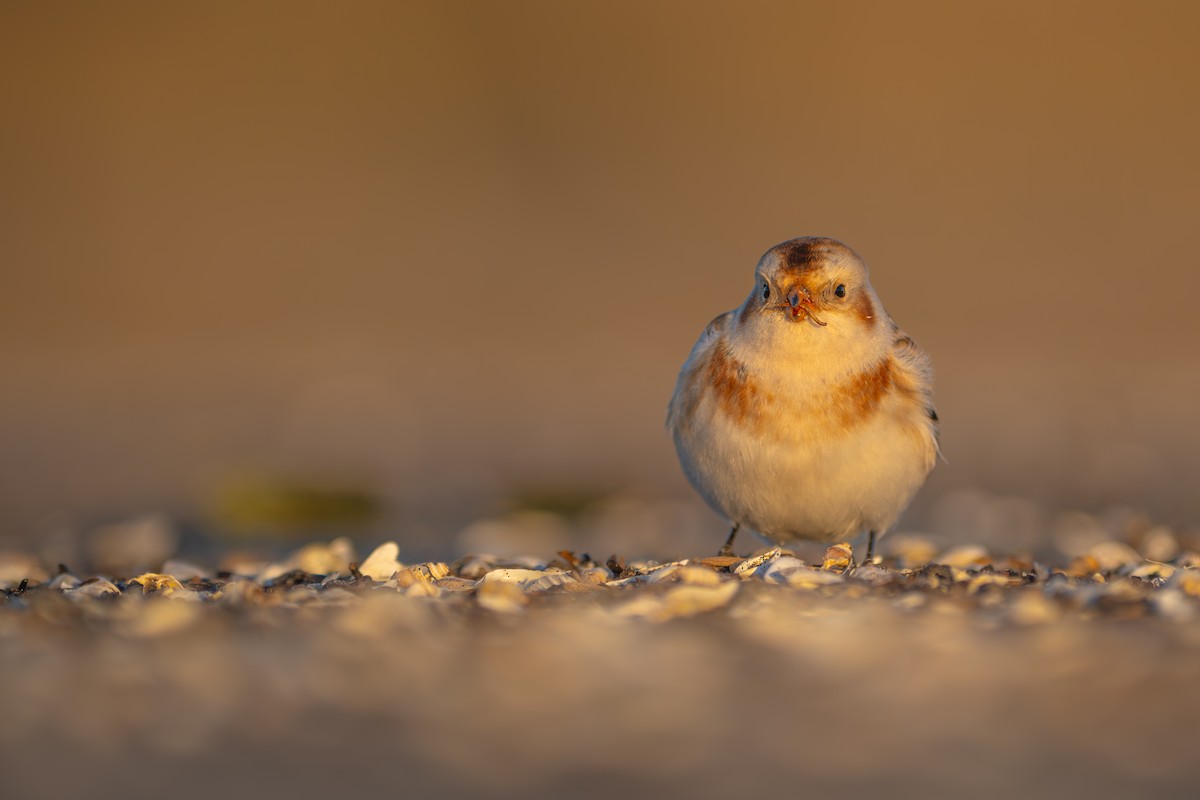 Snow Bunting - ML644085220