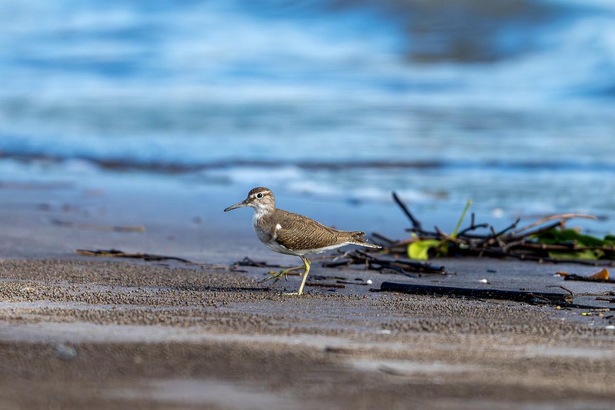Common Sandpiper - ML644085221