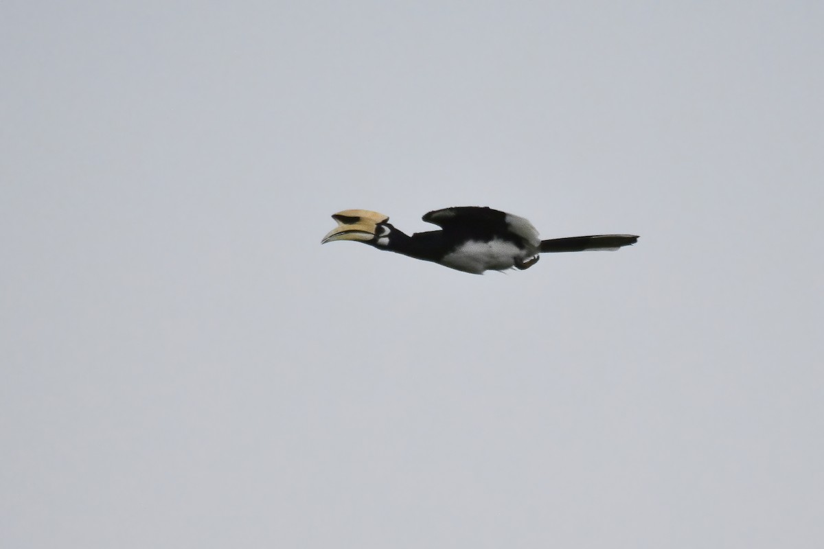 Oriental Pied-Hornbill - ML644085223