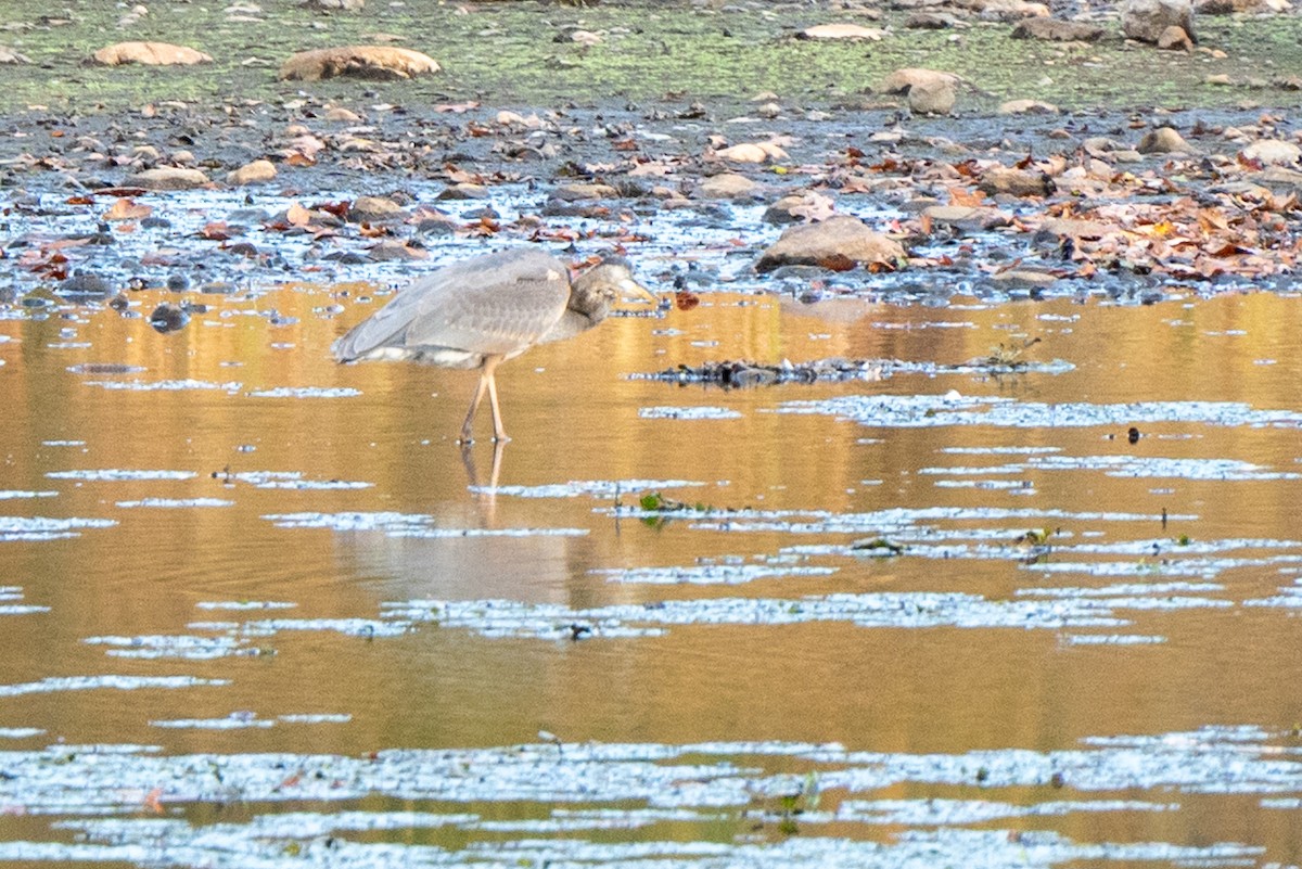 Great Blue Heron - ML644085224