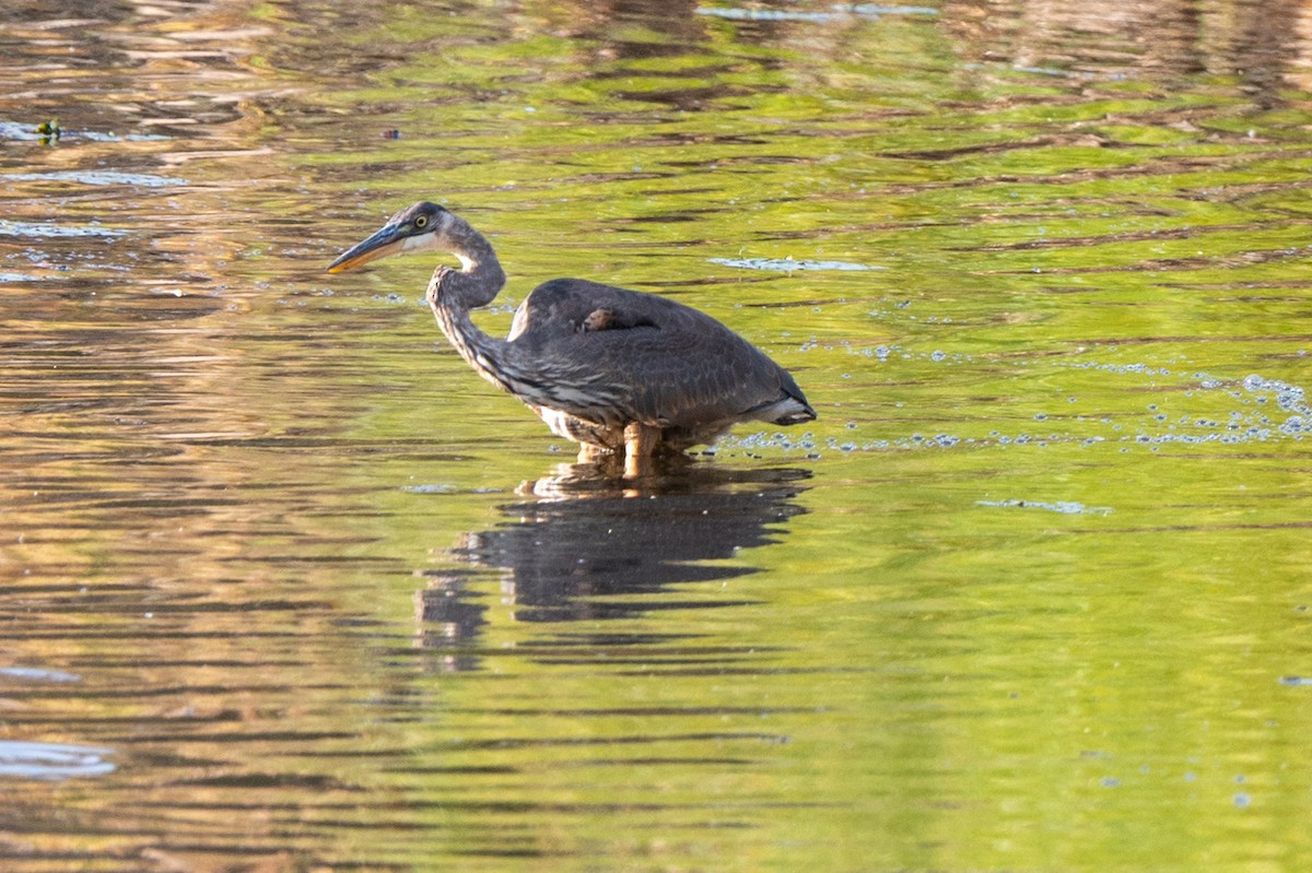 Great Blue Heron - ML644085225