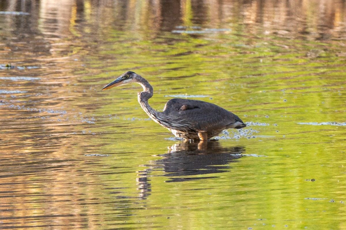 Great Blue Heron - ML644085226