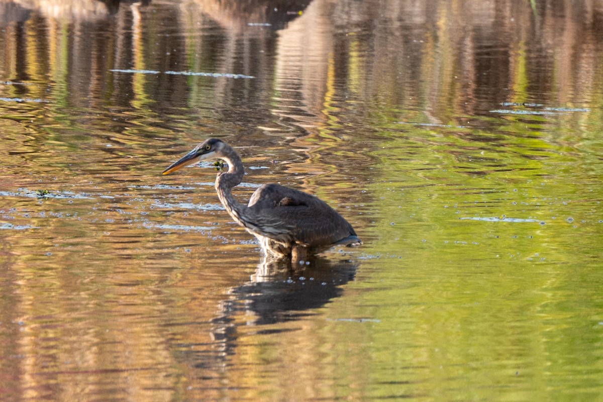 Great Blue Heron - ML644085227