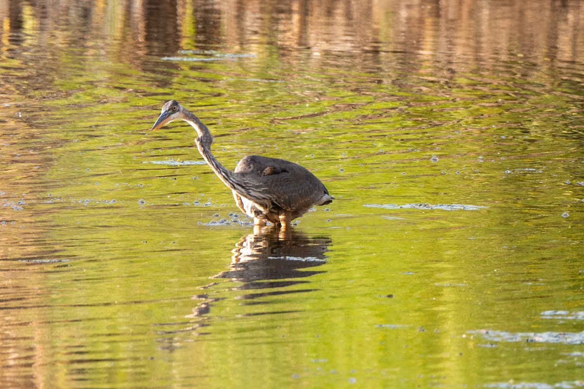 Great Blue Heron - ML644085228