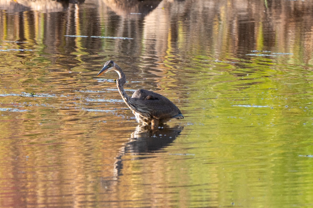 Great Blue Heron - ML644085229
