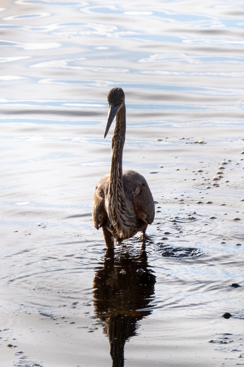 Great Blue Heron - ML644085230