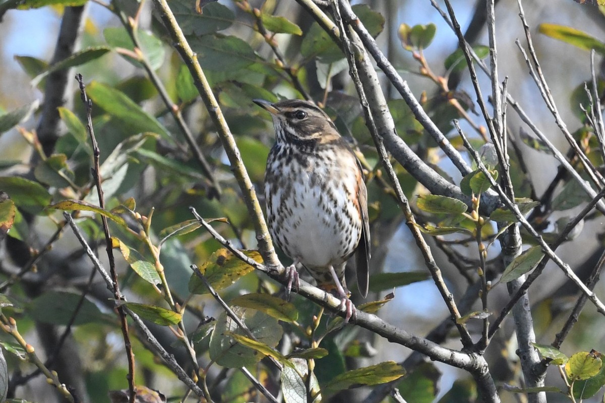 Redwing - ML644085233