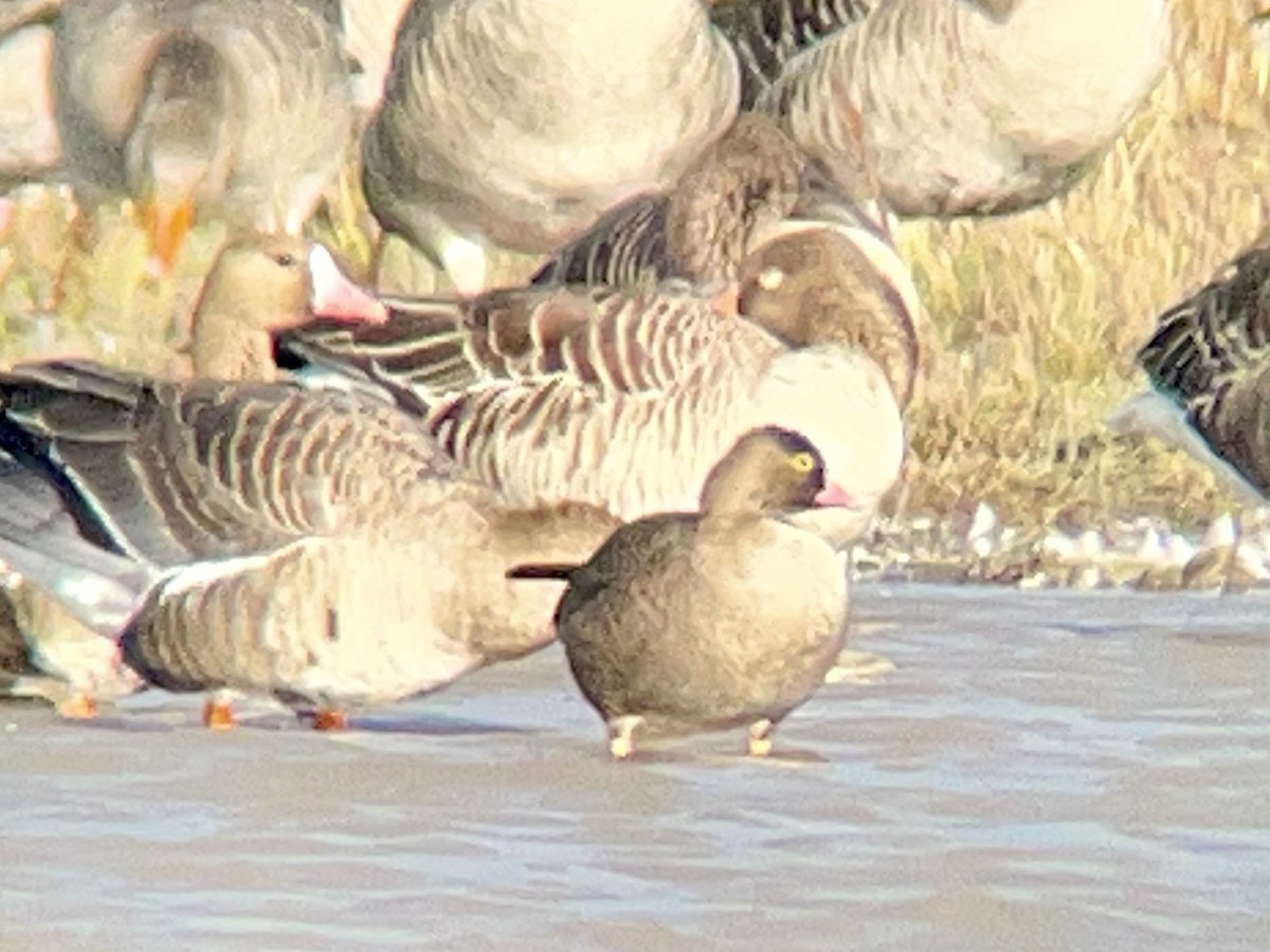 Lesser White-fronted Goose - ML644085238