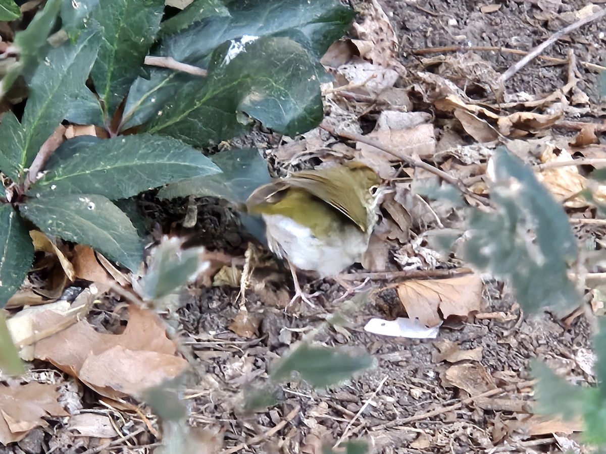 Ovenbird - ML644085240