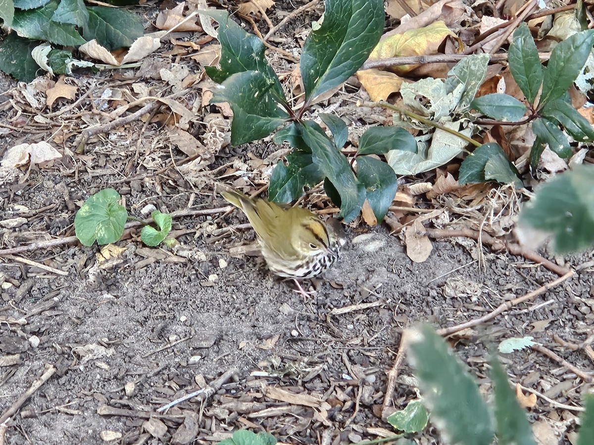 Ovenbird - ML644085241