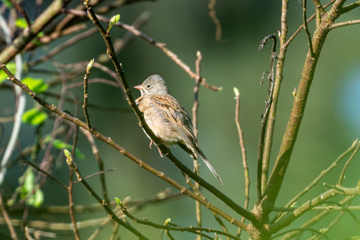 Gray-necked Bunting - ML644085242