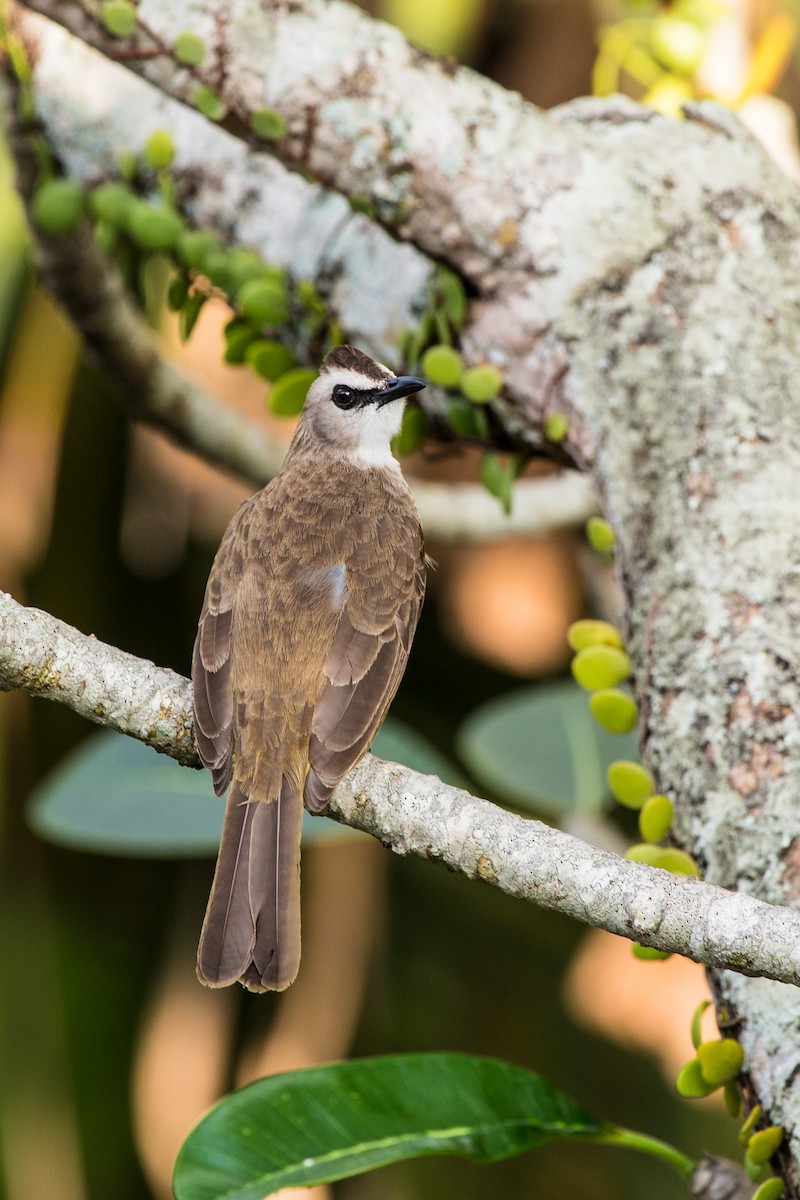 Yellow-vented Bulbul (Sunda) - ML644085252