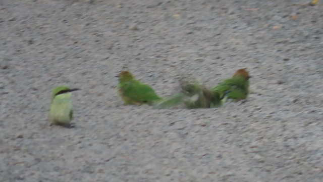 Asian Green Bee-eater - ML644085253